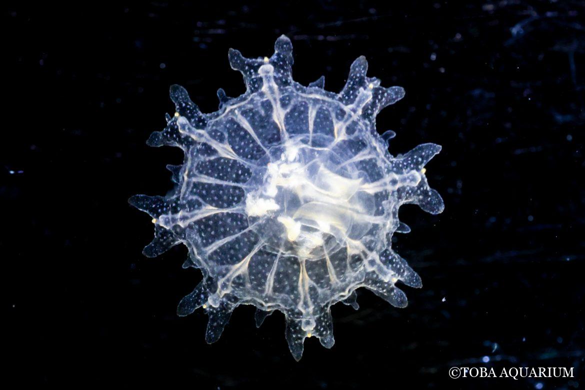 クラゲの赤ちゃん展示スタート！！