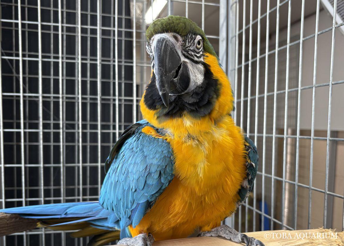 やんちゃな推しの子