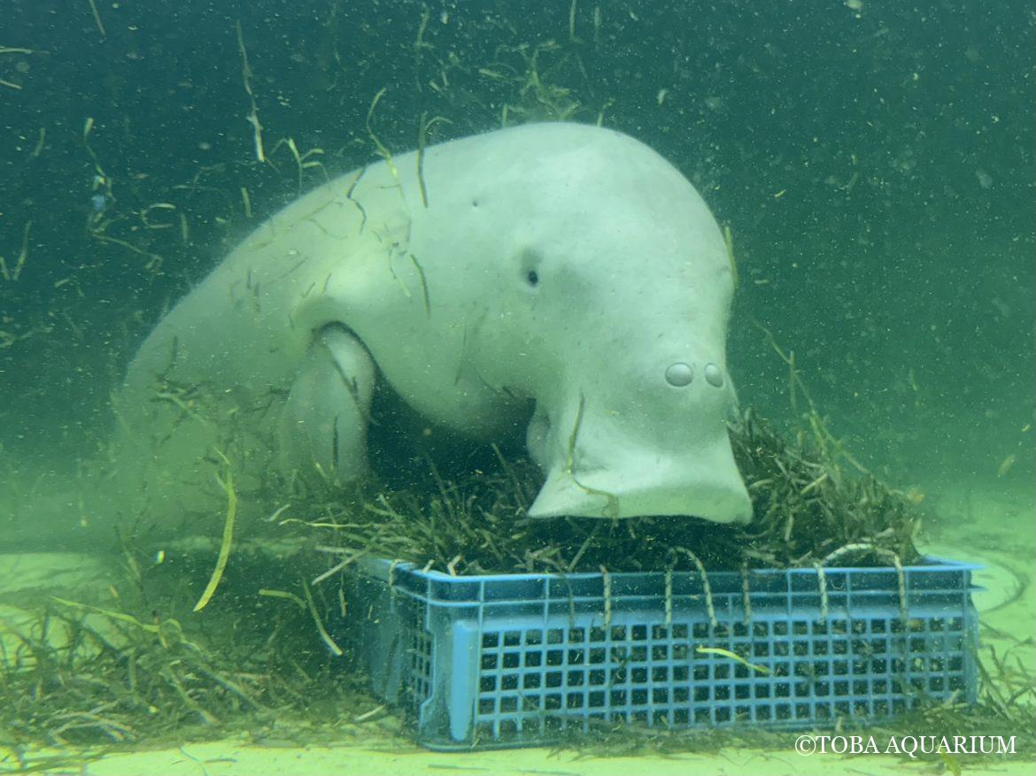 「ジュゴンの給餌は何時からですか？」