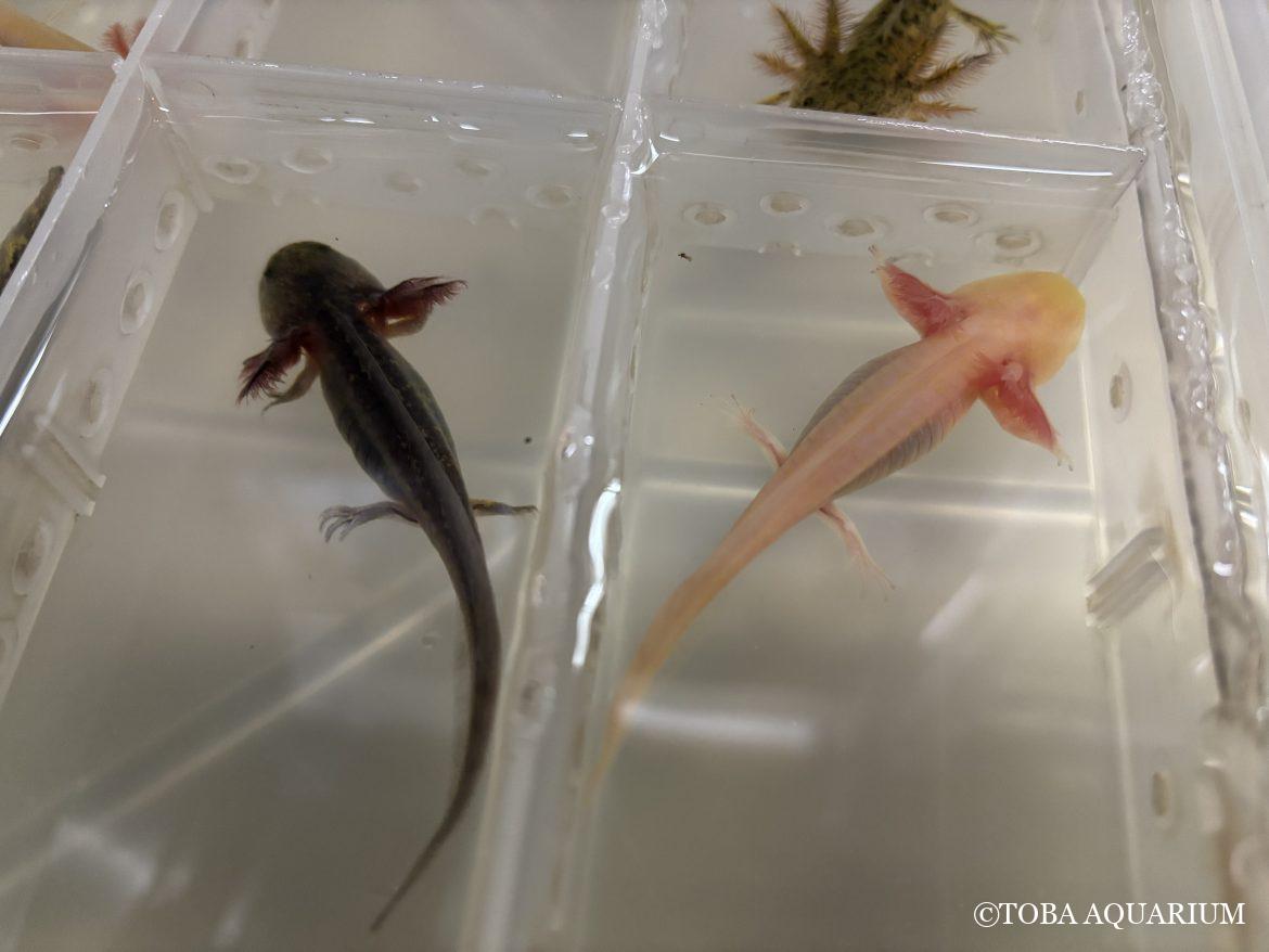 チビウパフィーバー！！