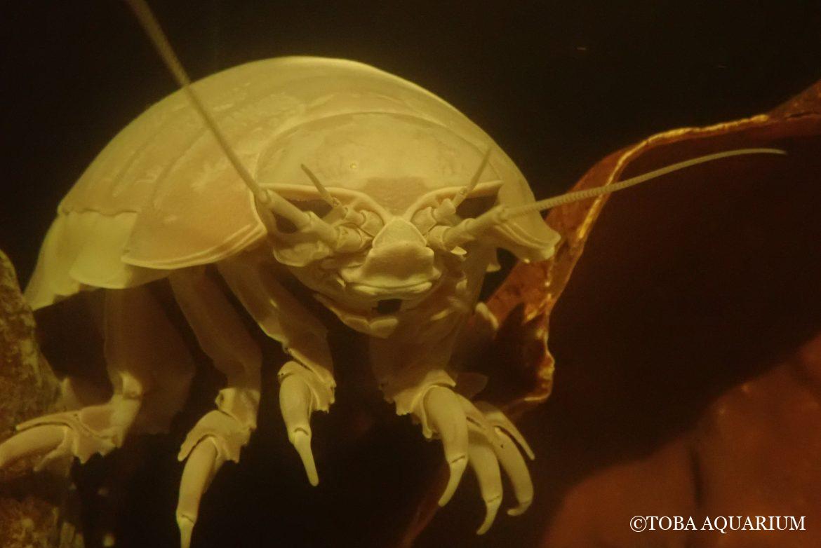 ダイオウグソクムシ№32が脱皮しました