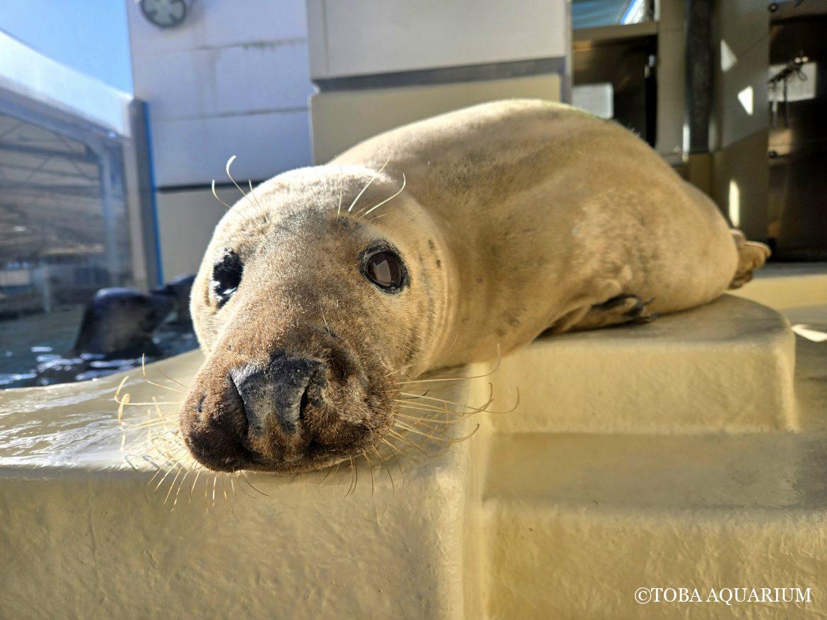 魅惑のふかふかボディ特集