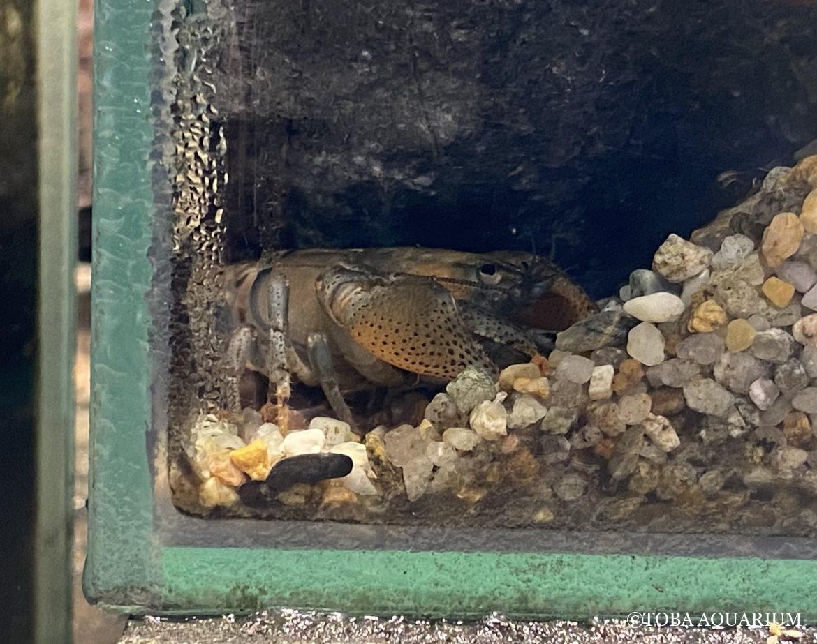 ニチザリの近況