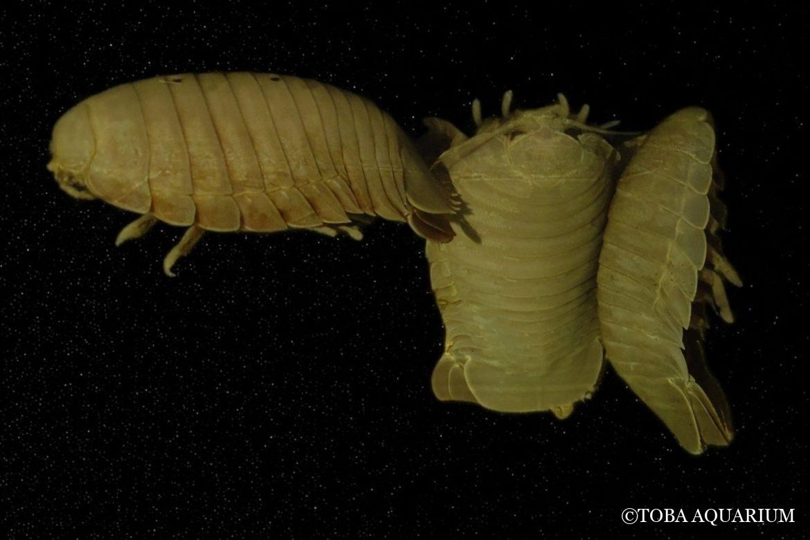 タイワンダイオウグソクムシが入館しました