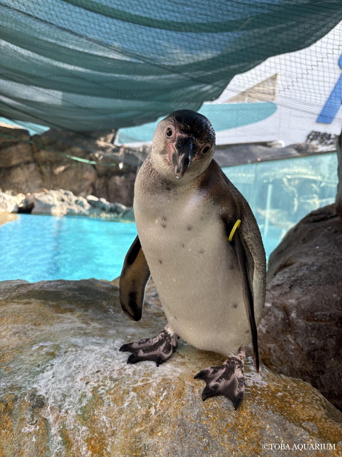 世界ペンギンの日①