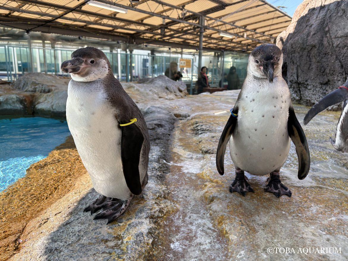 世界ペンギンの日④