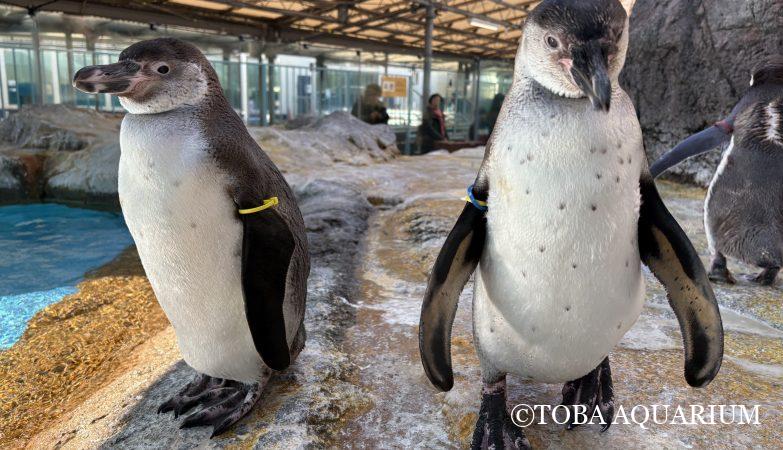 シマトネリコ | 鳥羽水族館 飼育日記 シマトネリコ | 鳥羽水族館 飼育日記