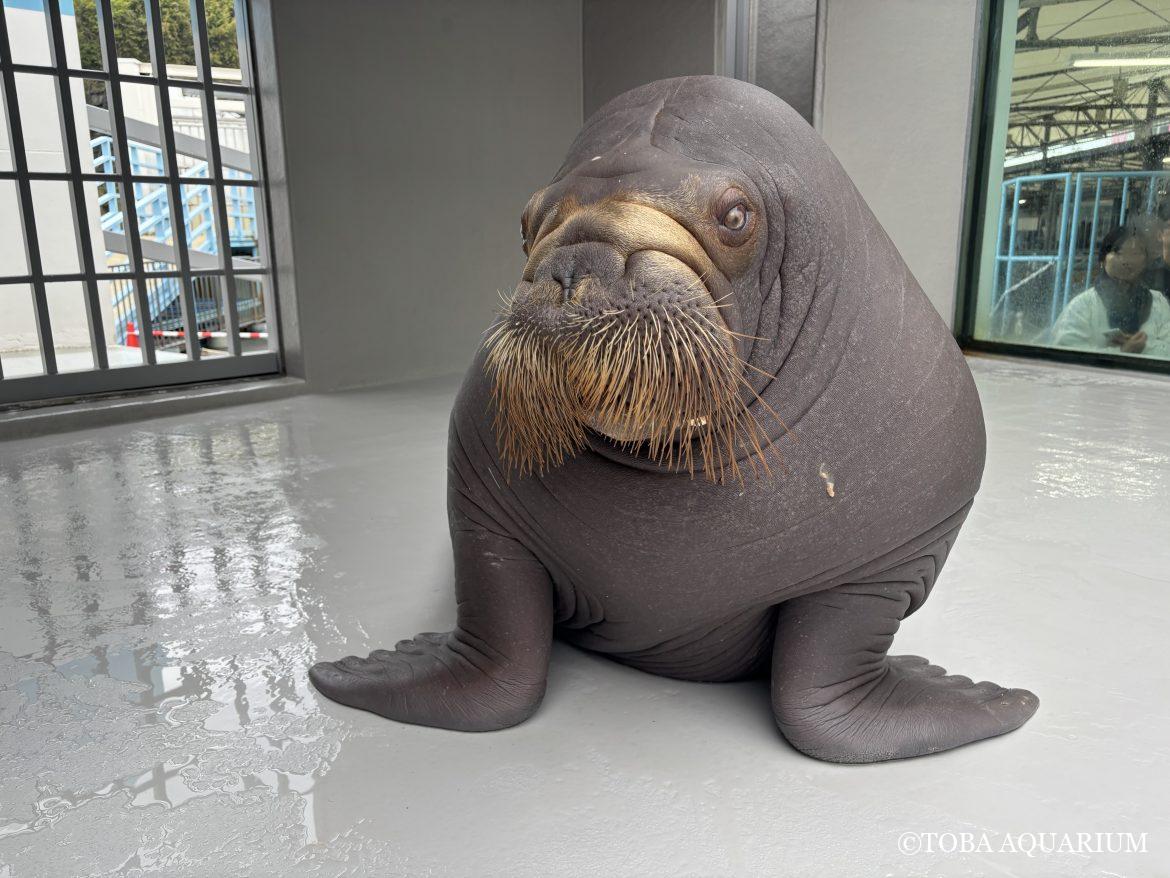 いちこ生誕祭2026。