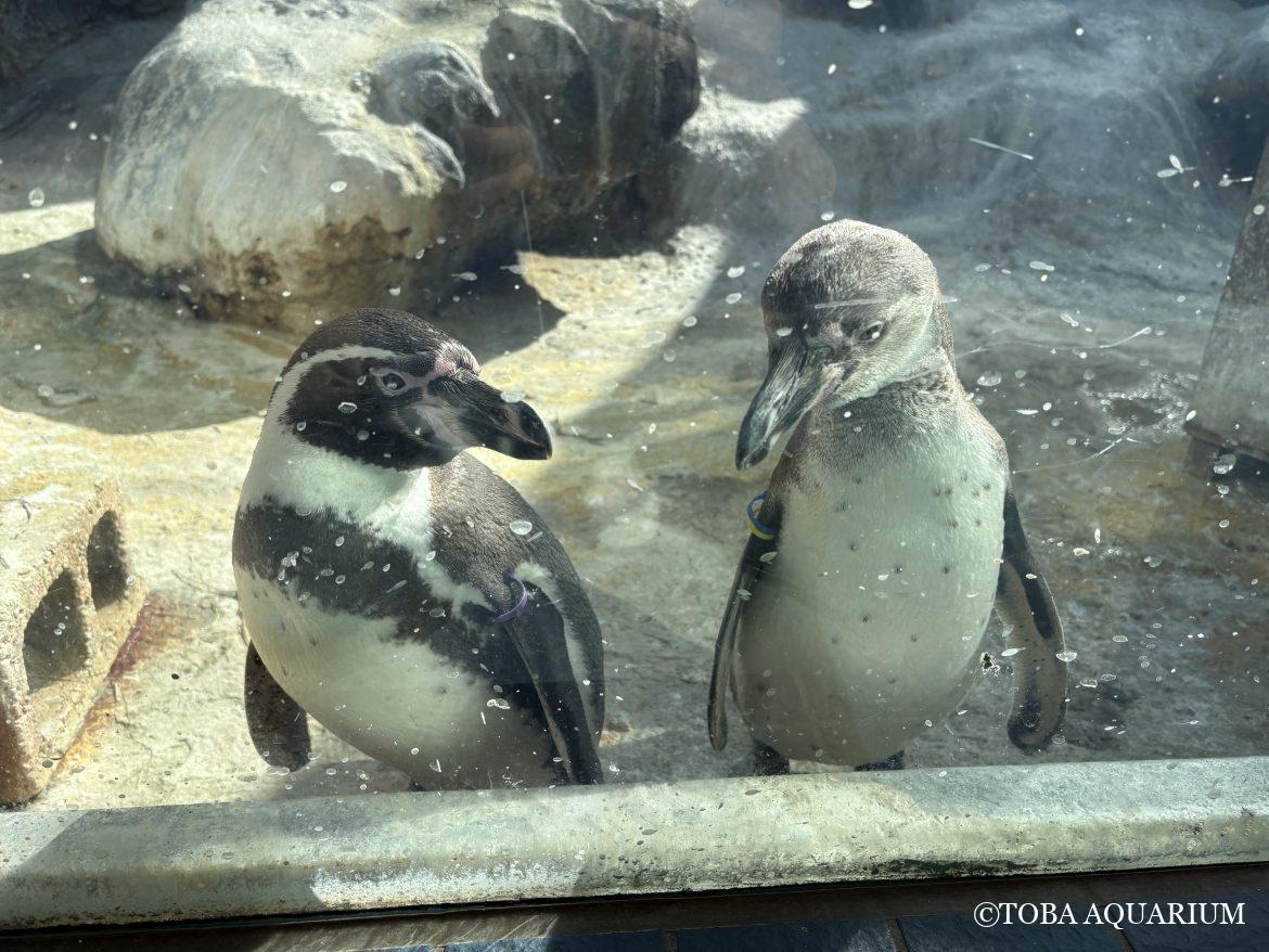 ２羽の恋の行方