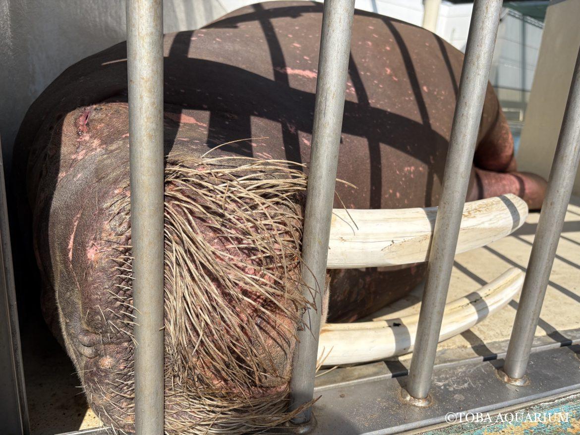 まじスヤスヤスヤ、眠すぎて寝💤