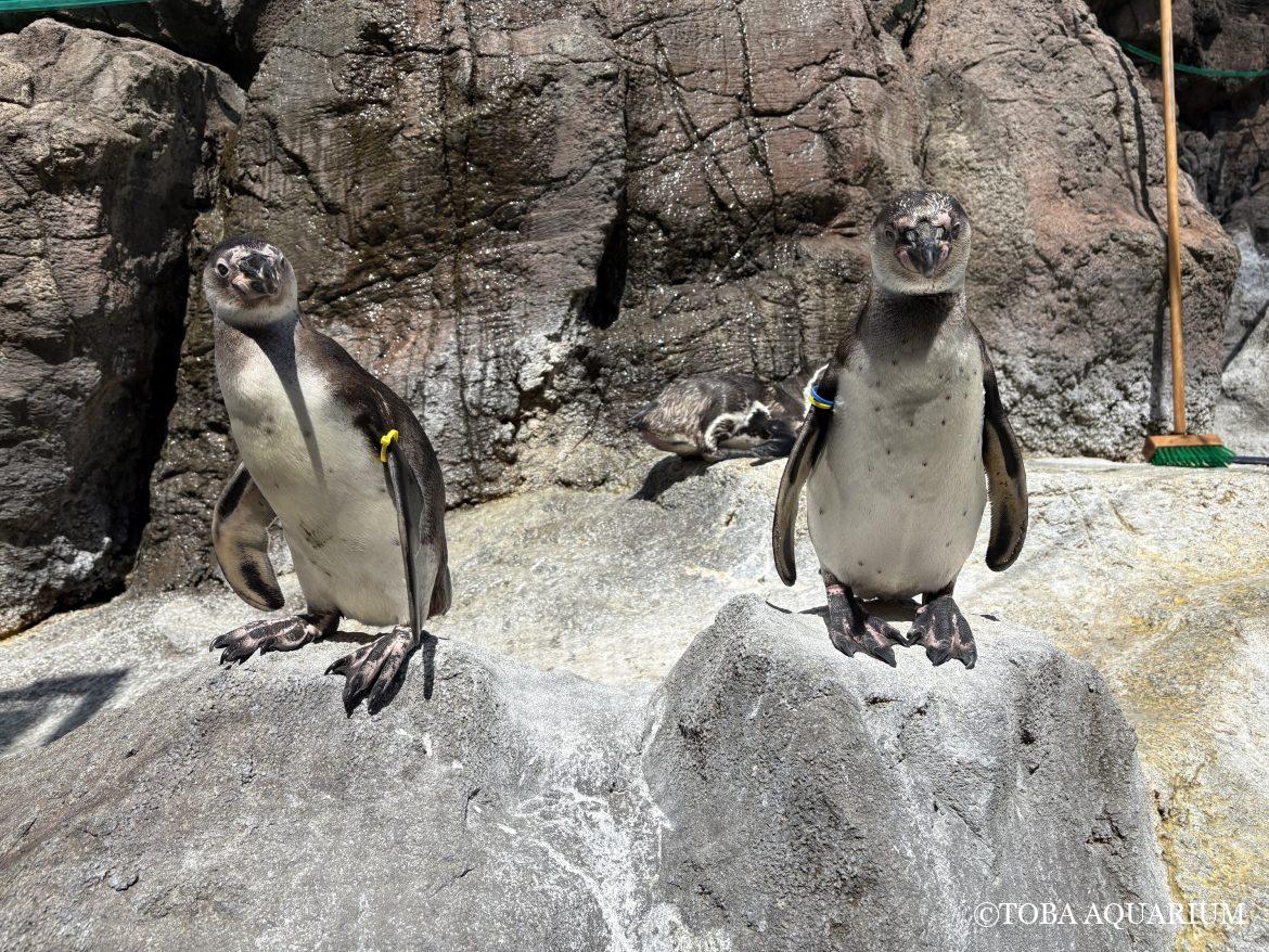世界ペンギンの日③