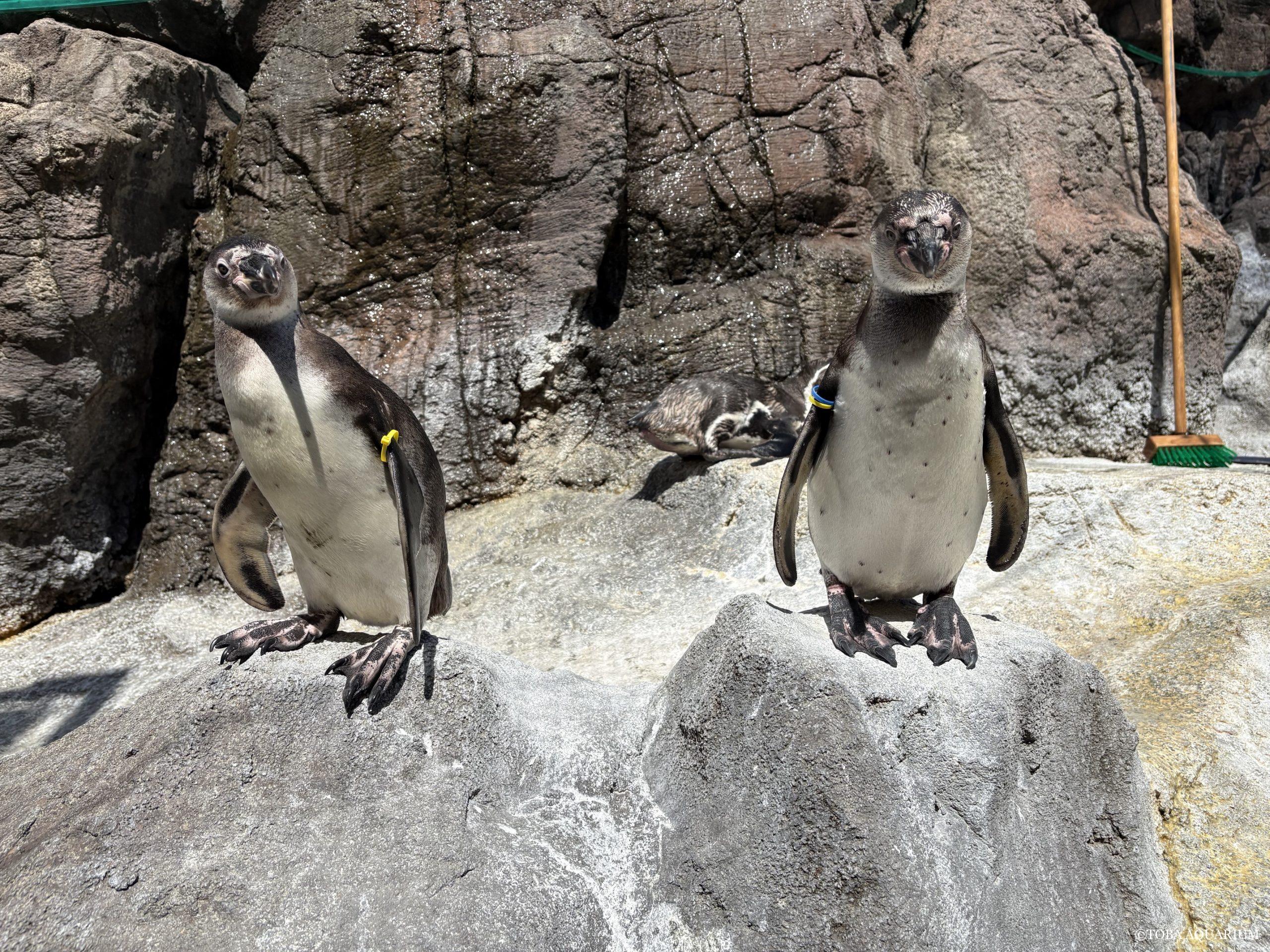 世界ペンギンの日③ | 鳥羽水族館 飼育日記 世界ペンギンの日③ | 鳥羽水族館 飼育日記