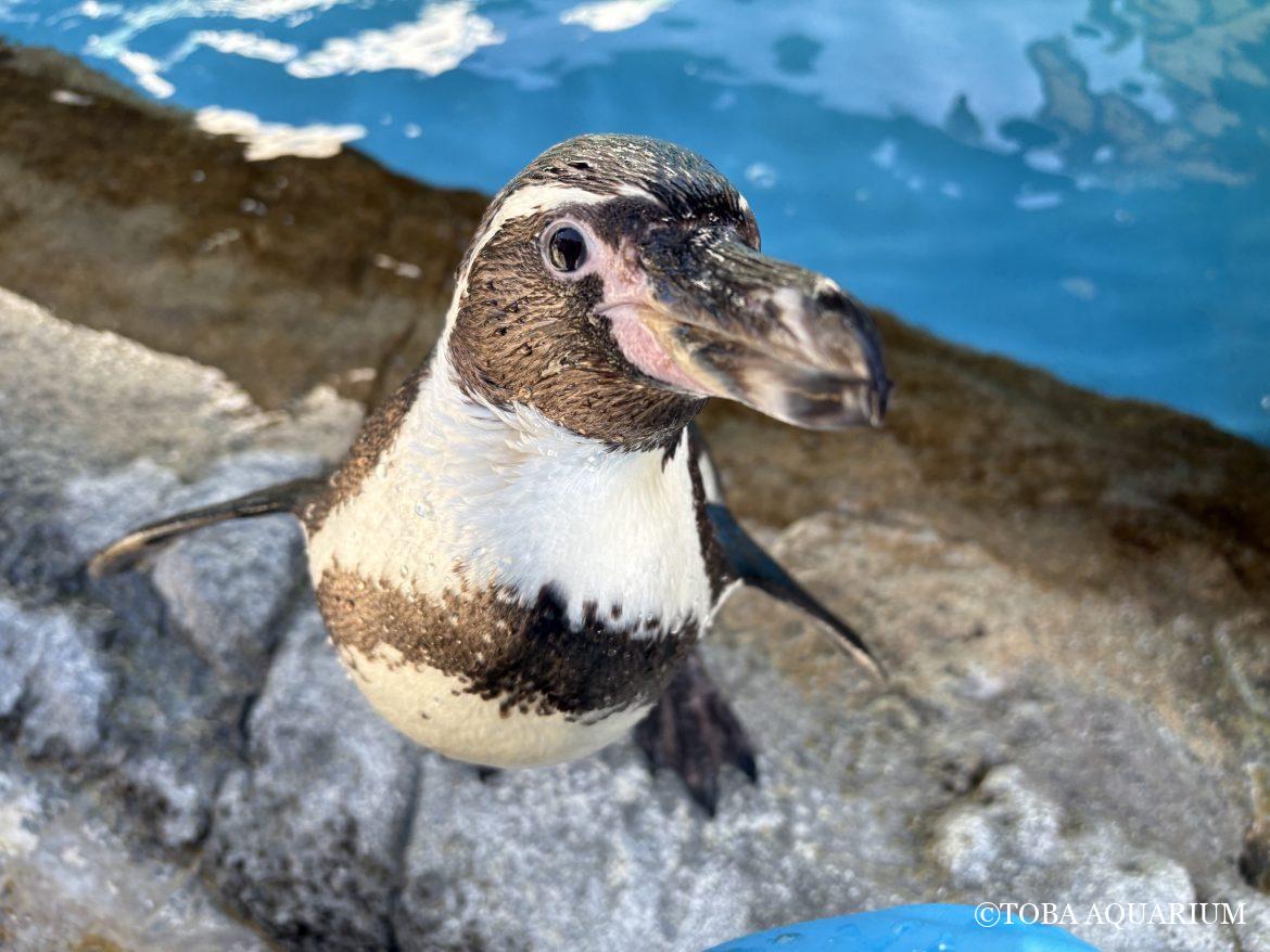 世界ペンギンの日②