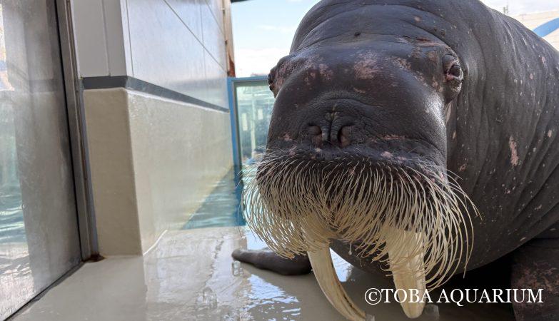 退勤前のフフッとタイム | 鳥羽水族館 飼育日記 退勤前のフフッとタイム | 鳥羽水族館 飼育日記