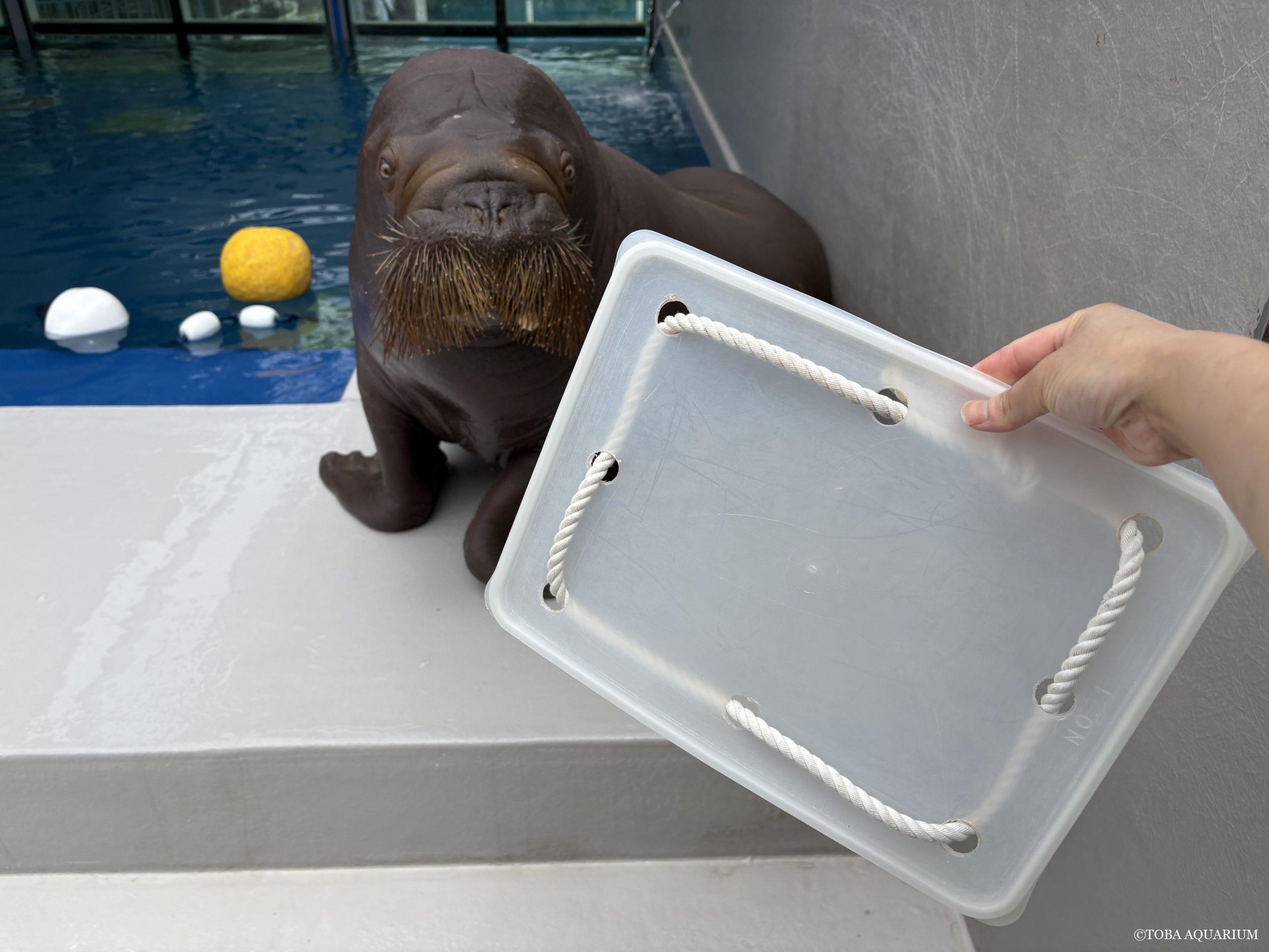 このおもちゃの名前は・・・? | 鳥羽水族館 飼育日記 このおもちゃの名前は・・・? | 鳥羽水族館 飼育日記