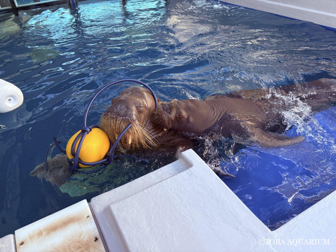 ツララといちこ、新たなお気に入りなるか？