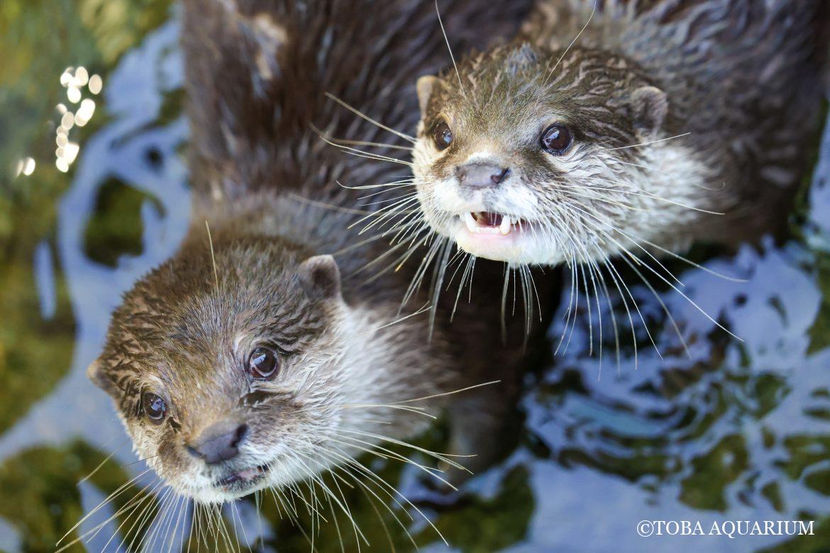 カワウソの瞳の中