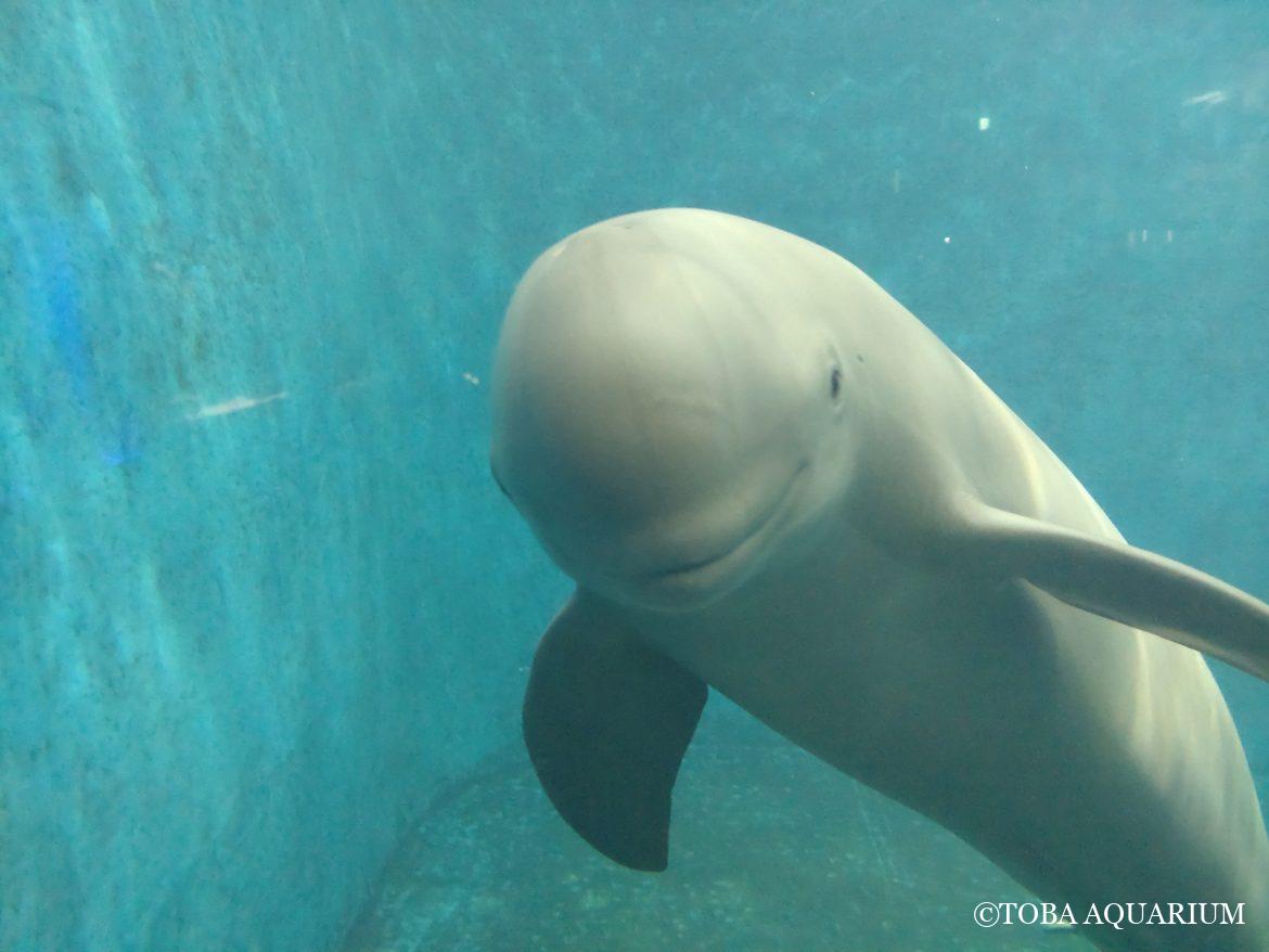 マリオの誕生日