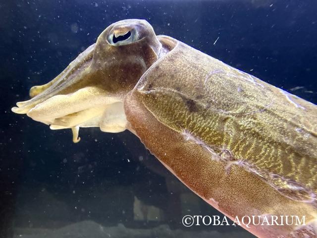 カミナリイカの産卵期