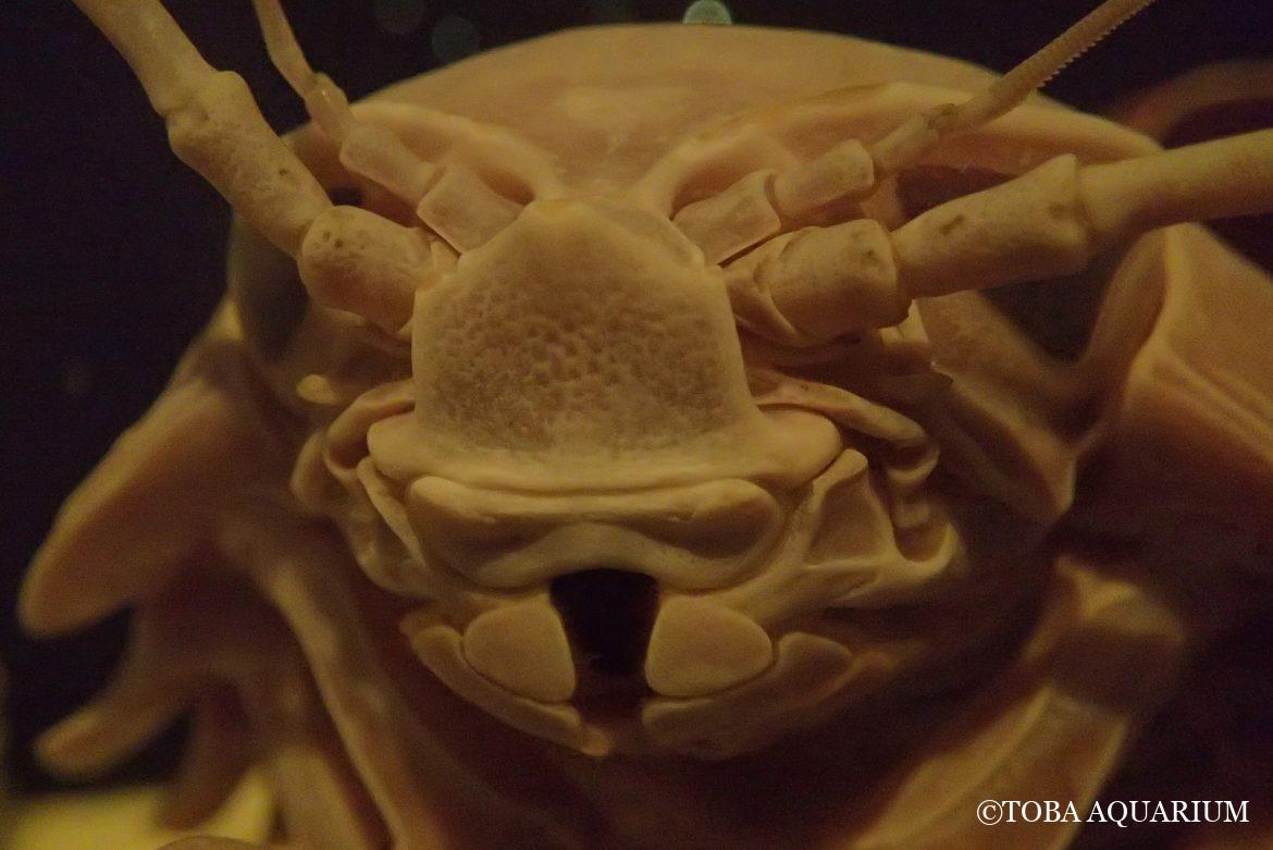 ダイオウグソクムシがガラス海綿を食べるのは…