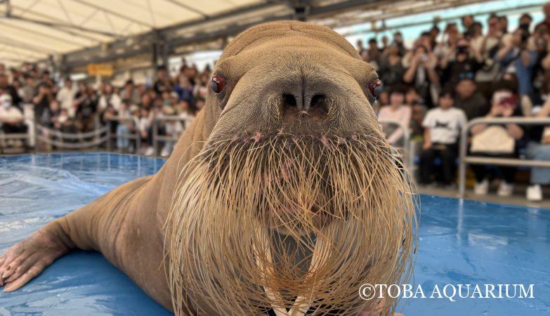川水槽にオシドリが2ペア入館しました | 鳥羽水族館 飼育日記 川水槽にオシドリが2ペア入館しました | 鳥羽水族館 飼育日記