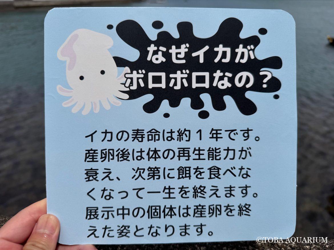 イカを見る目が変わりますよ