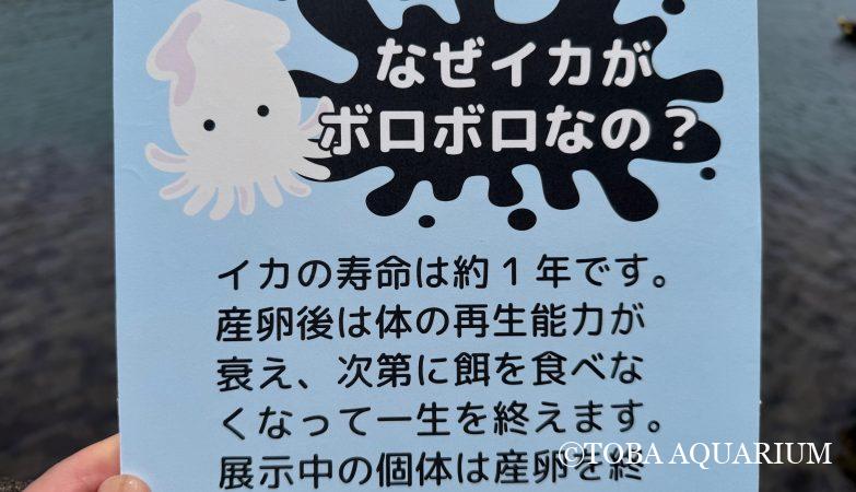 オウムガイの殻の黒いスジ | 鳥羽水族館 飼育日記 オウムガイの殻の黒いスジ | 鳥羽水族館 飼育日記