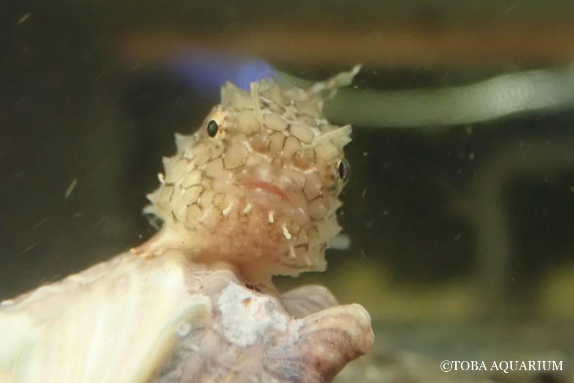 へんな生きもの研究所の新メンバー！