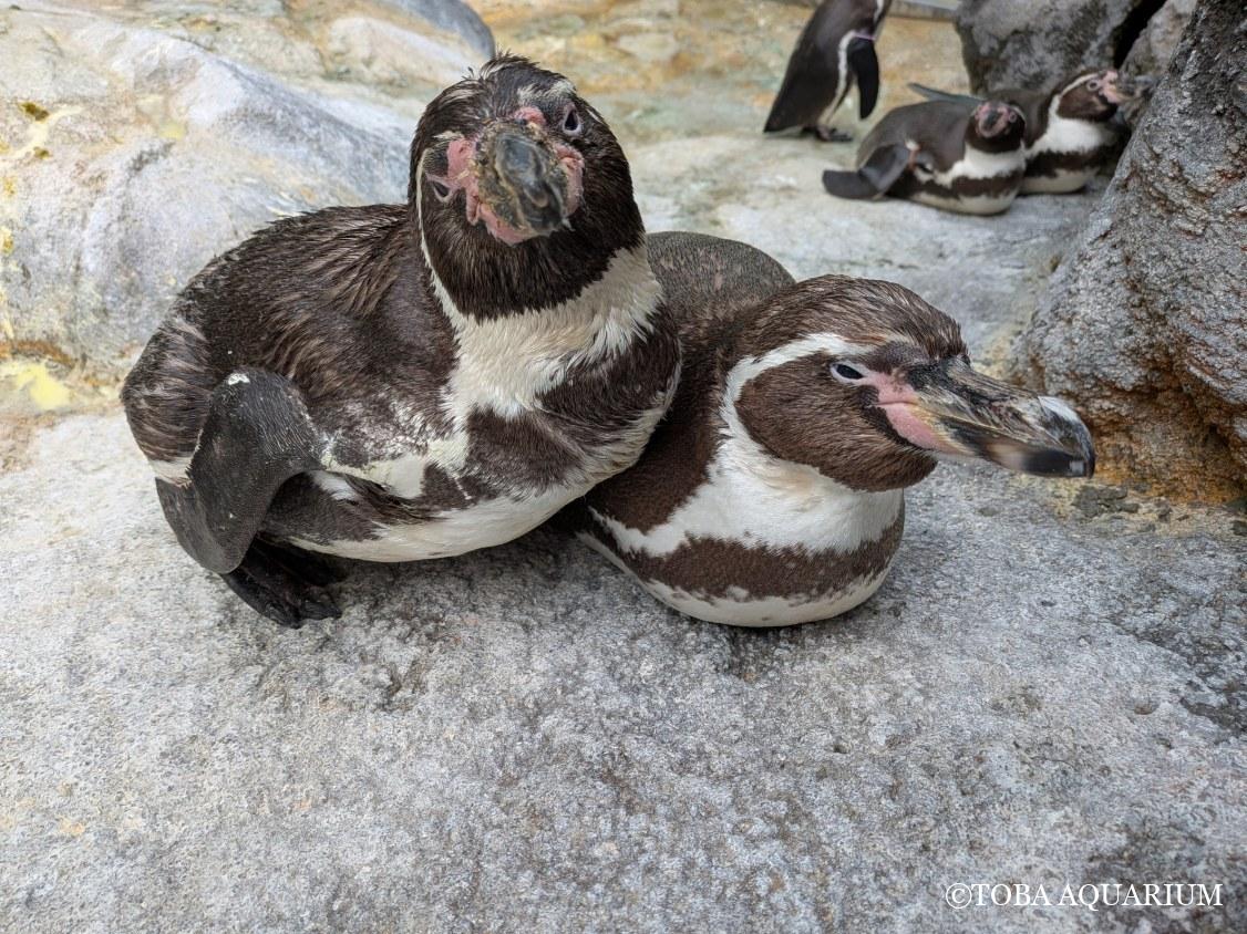 フンボルトペンギン「ルル」本日33歳になりました!!!