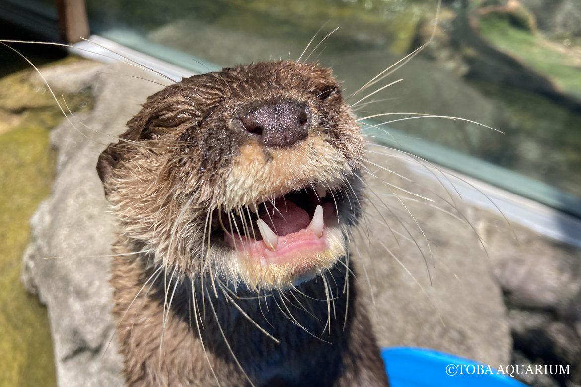 コツメカワウソのごはん
