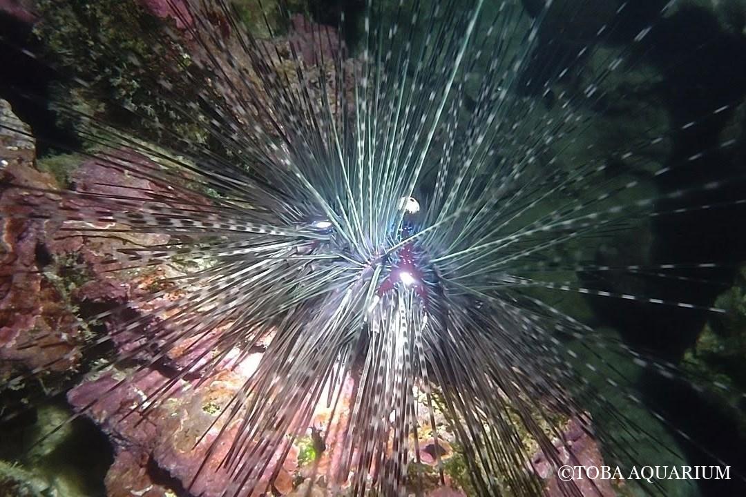 ガンガゼ太郎