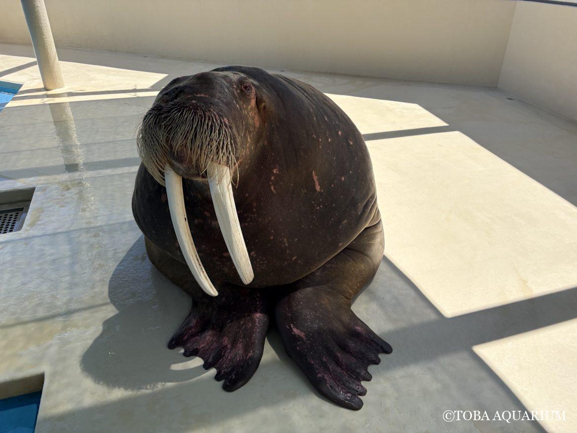 変わらないポウちゃん