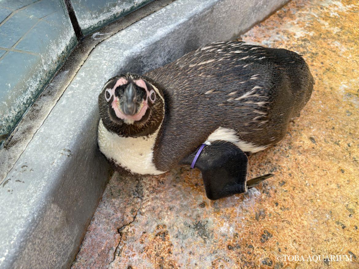 ある日のペンギン散歩終わりの出来事