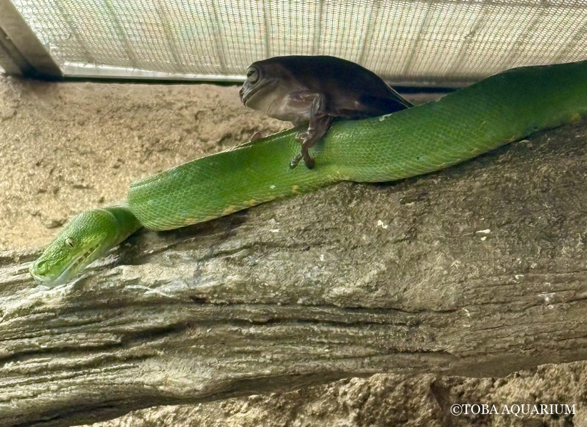 仲良し？！な緑コンビ💚