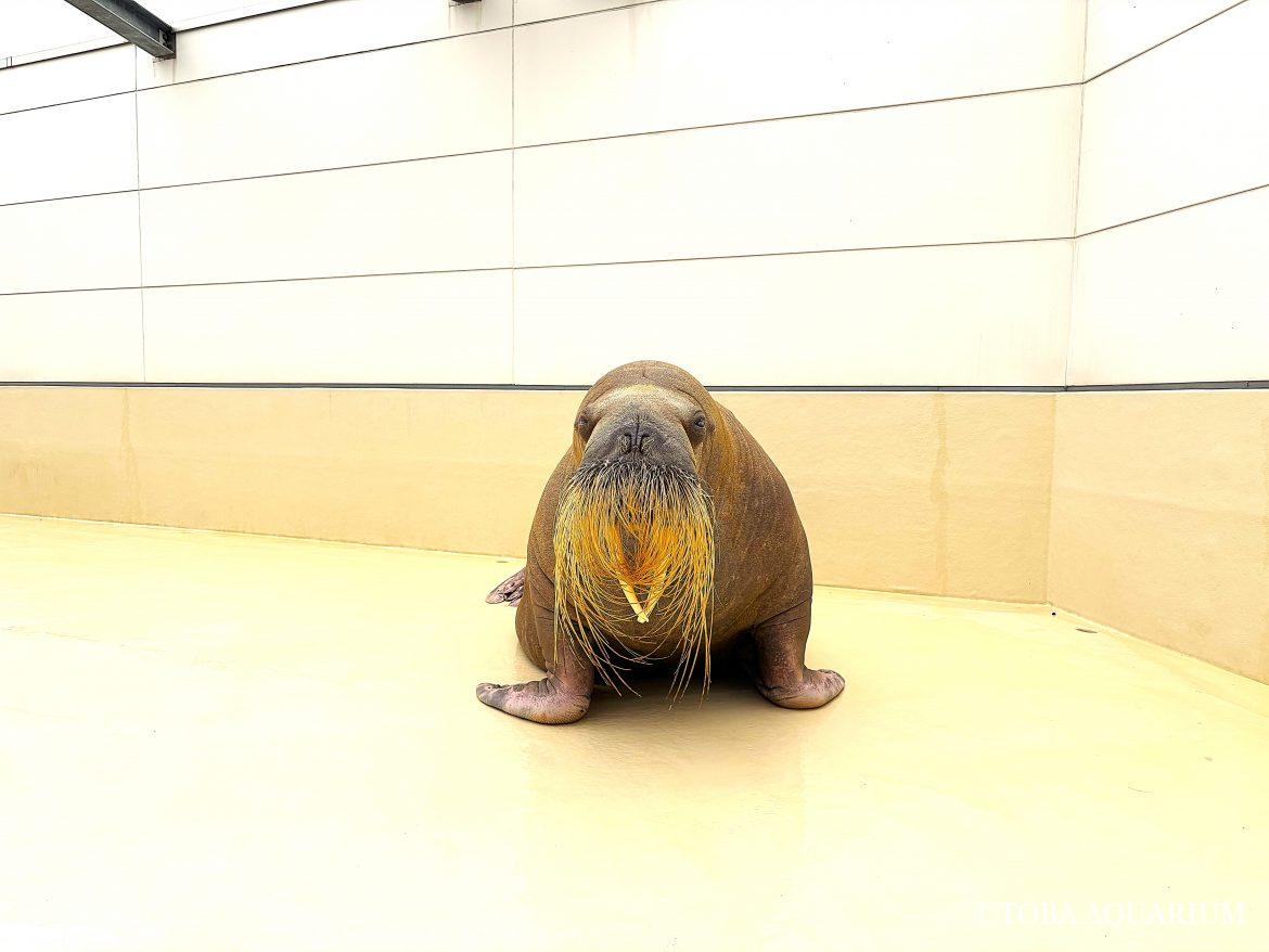 ツララ生誕祭2026。
