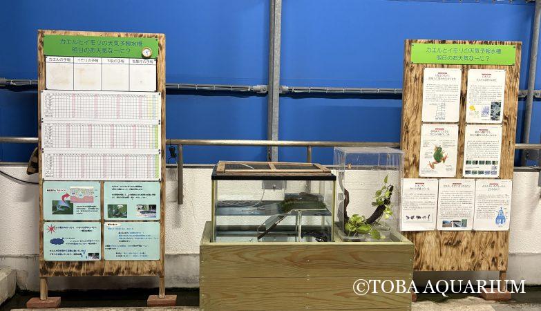 ダイオウグソクムシの乾燥標本(メス) | 鳥羽水族館 飼育日記 ダイオウグソクムシの乾燥標本(メス) | 鳥羽水族館 飼育日記