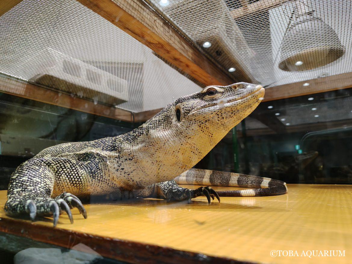 Welcome to Jurassic aquarium