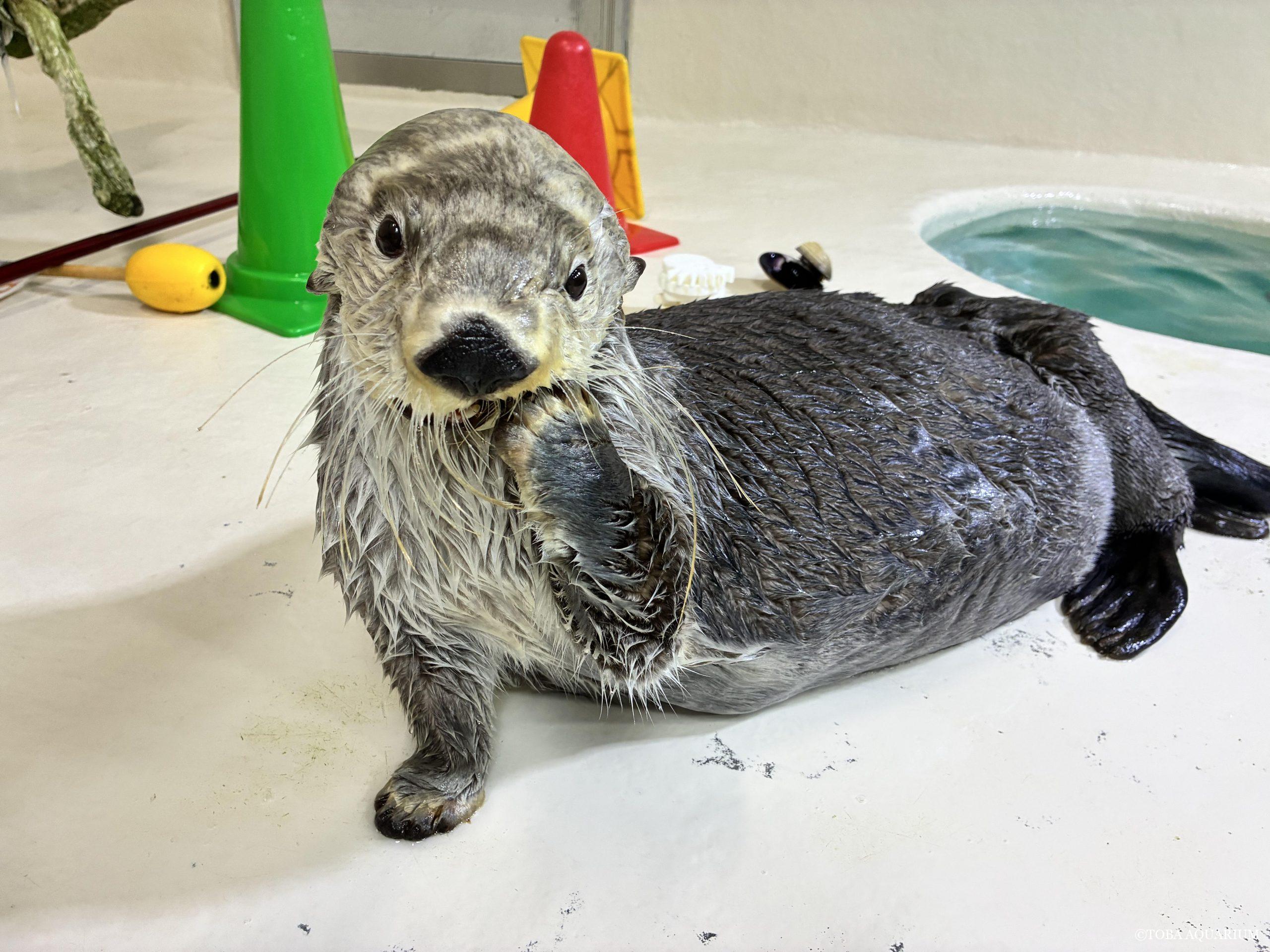 クリスタル(２羽)フクロウ 箱付き 11枚記念日 | 鳥羽水族館 飼育日記
