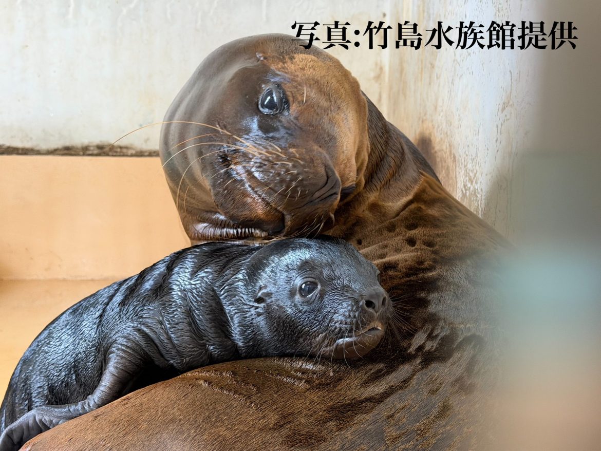 竹島水族館【ラブ】の出産