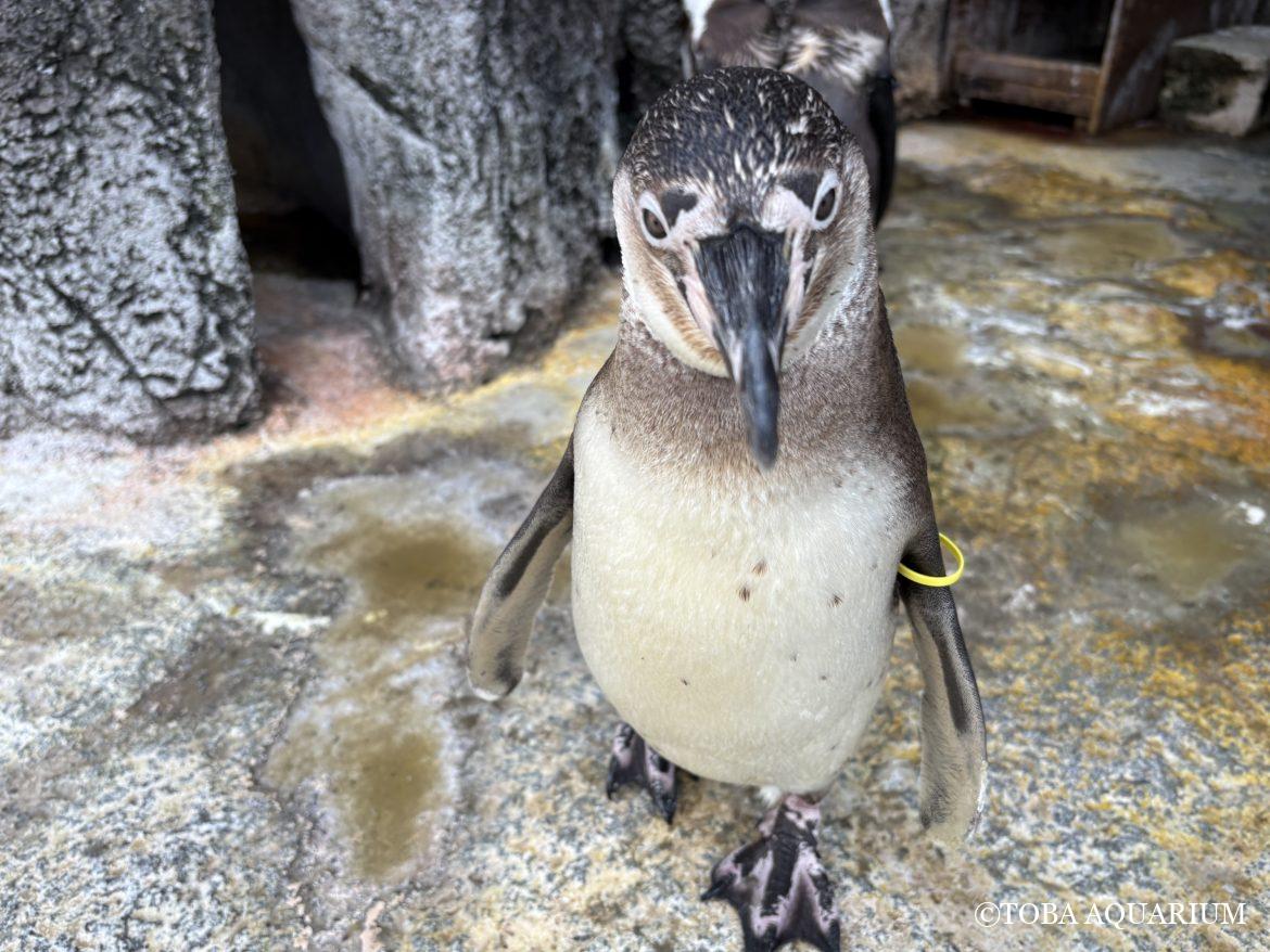 ペンギンの羽の秘密①