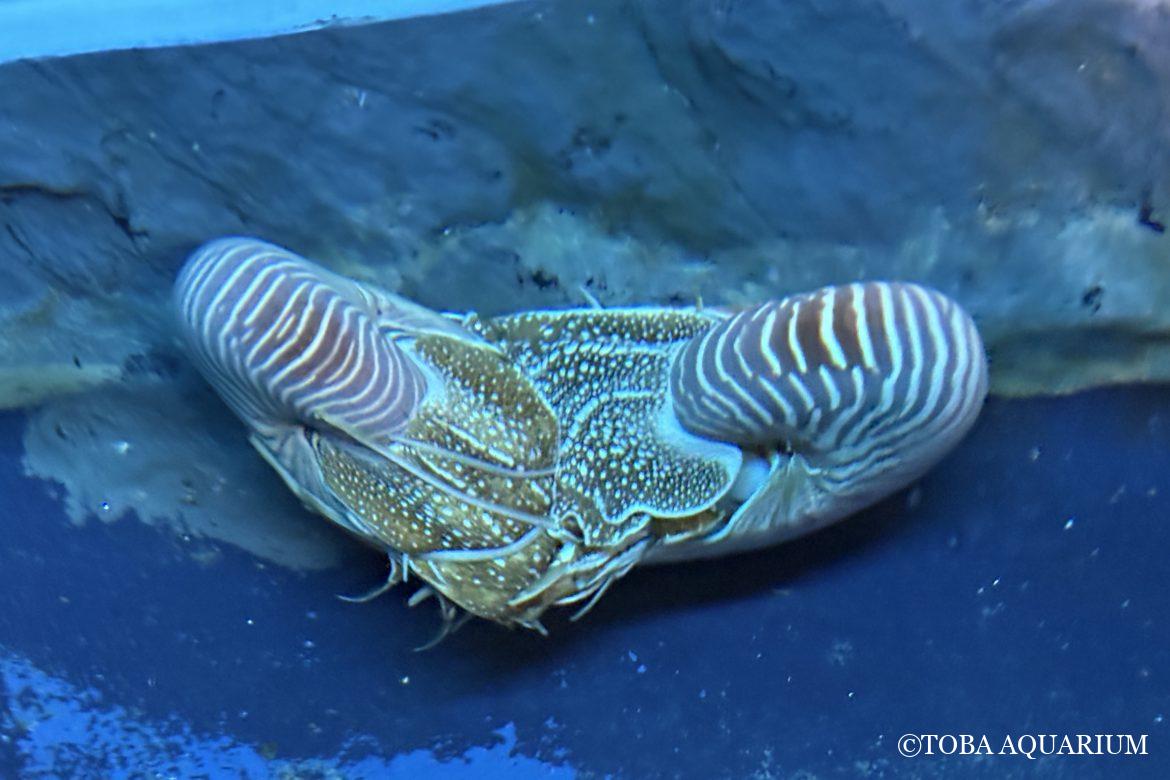 パラオオウムガイが交接しています