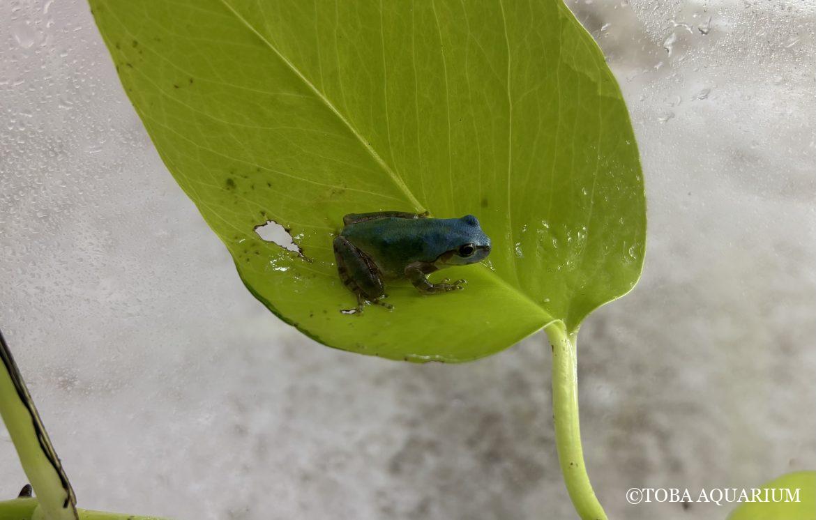 青色のアマガエル