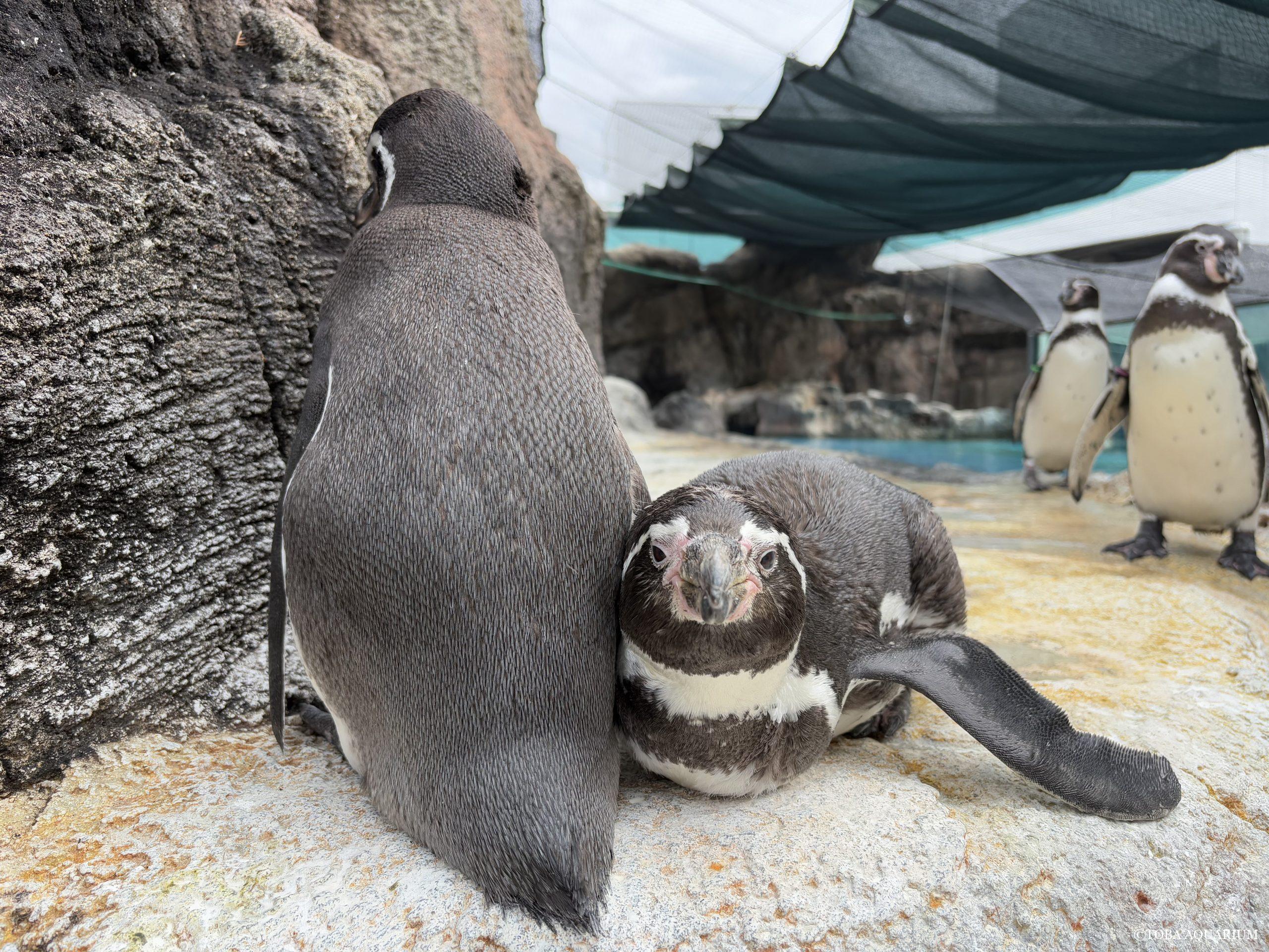 ペンギン ペンギンたちの見分け方一覧 | 鳥羽水族館 飼育日記