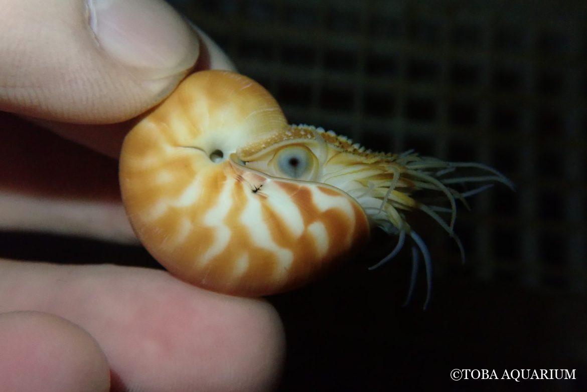 孵化オウムガイの性比