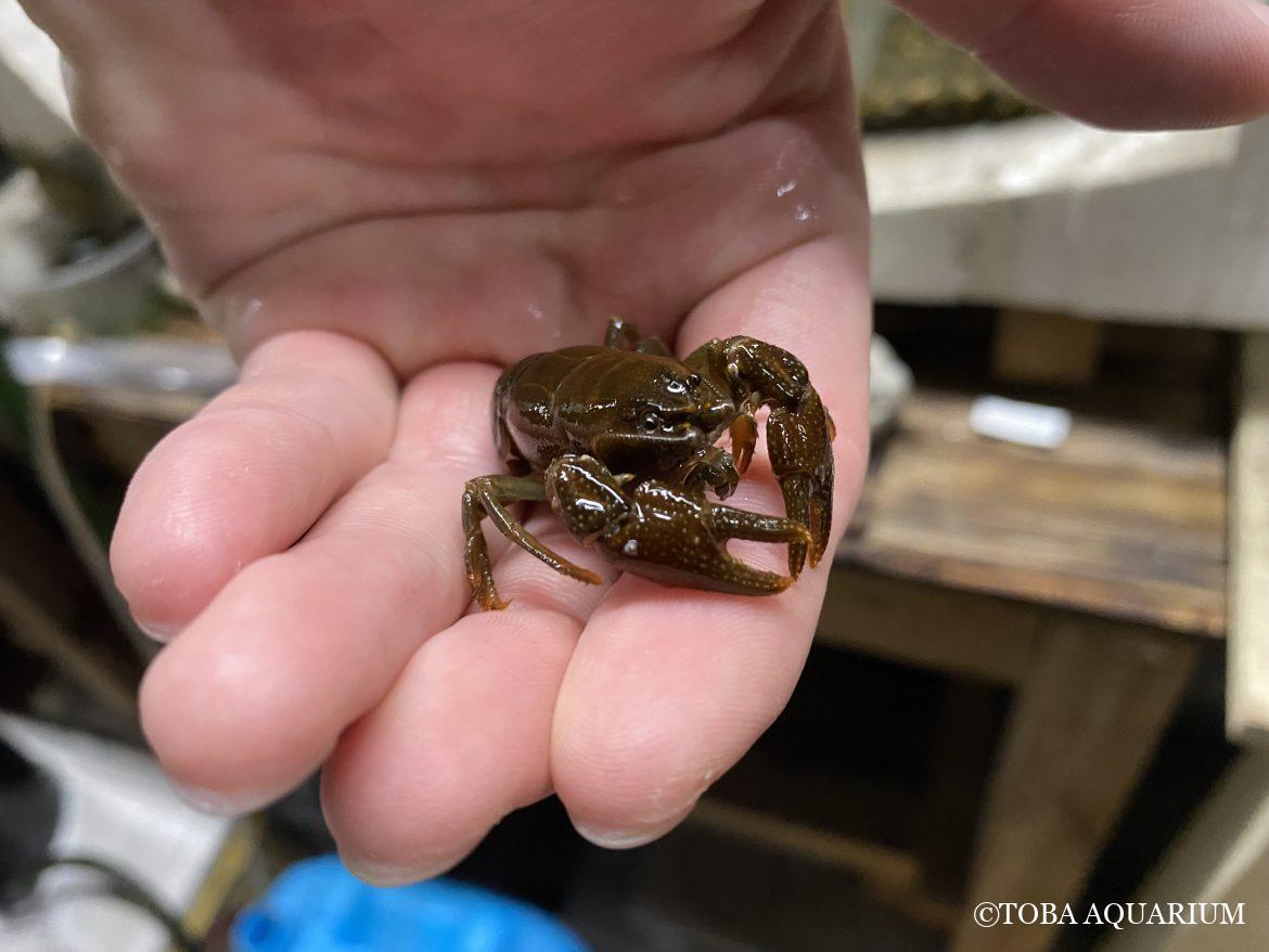 Japanese crayfish baby