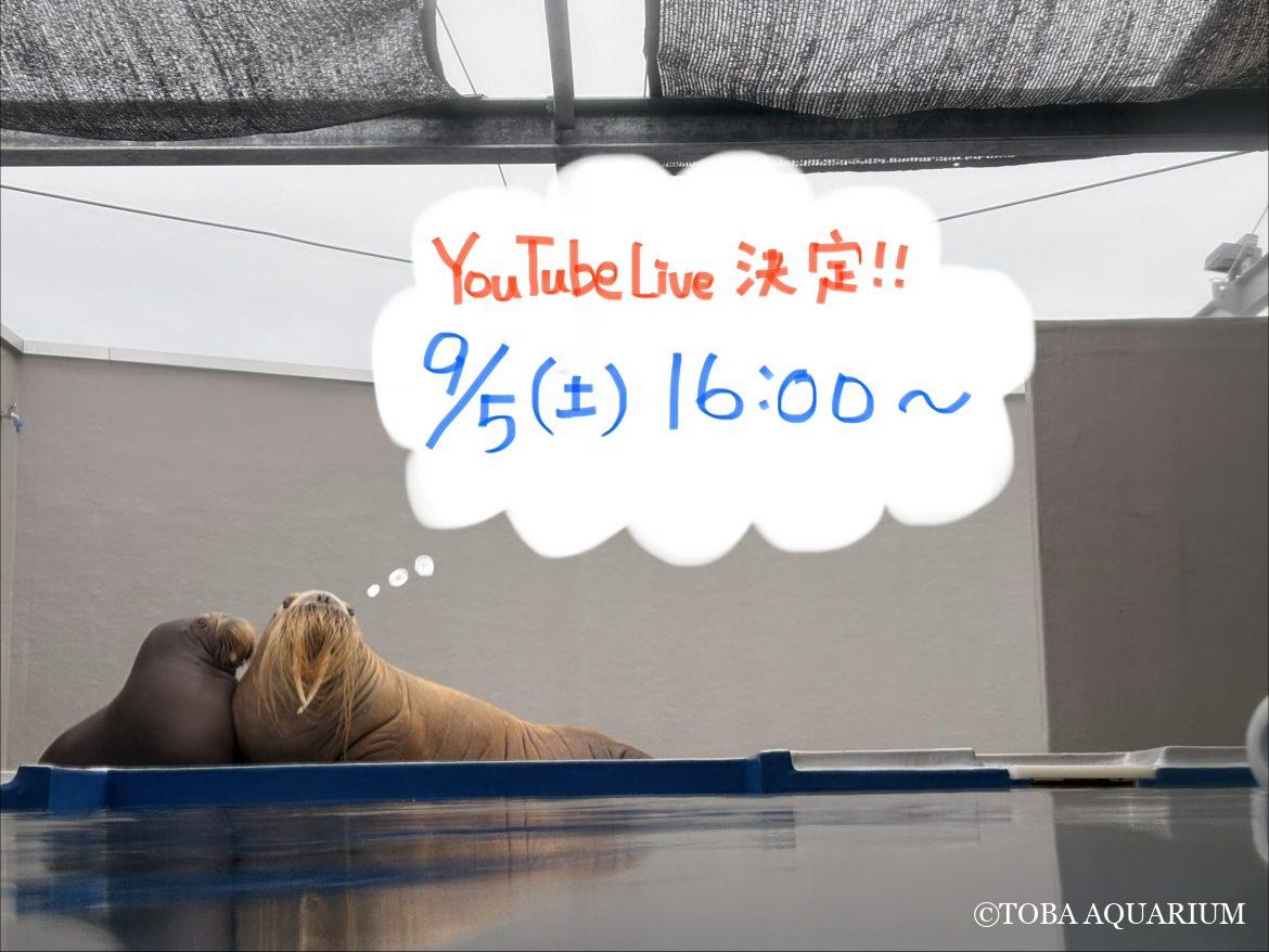 9/5（土）16:00～ セイウチのYouTube Live決定！