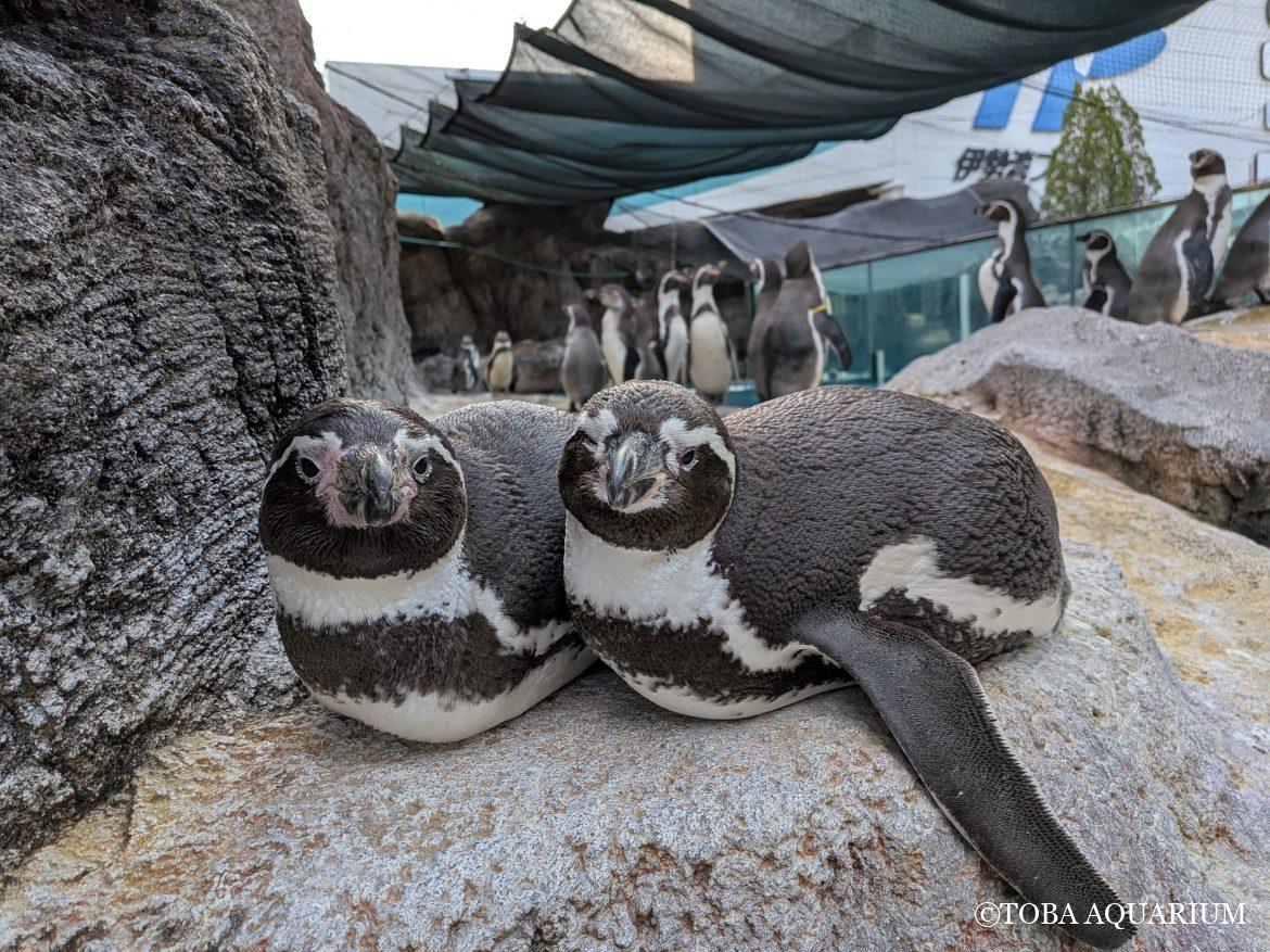 フンボルトペンギン　ピーナツ　永眠のお知らせ