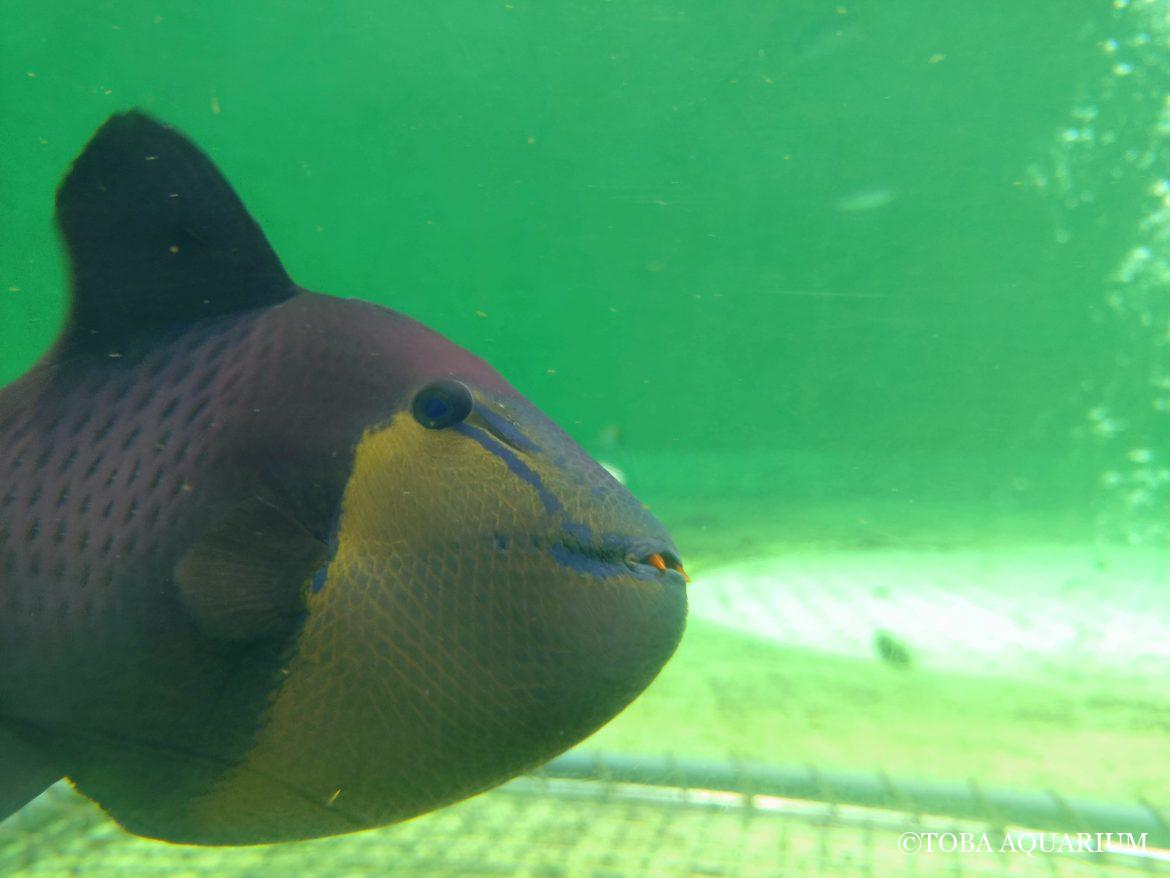 ドラキュラな魚