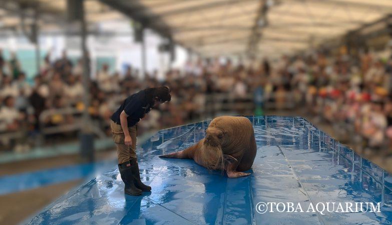 オオグソクムシが脱皮して、ウスエボシは… | 鳥羽水族館 飼育日記 オオグソクムシが脱皮して、ウスエボシは… | 鳥羽水族館 飼育日記