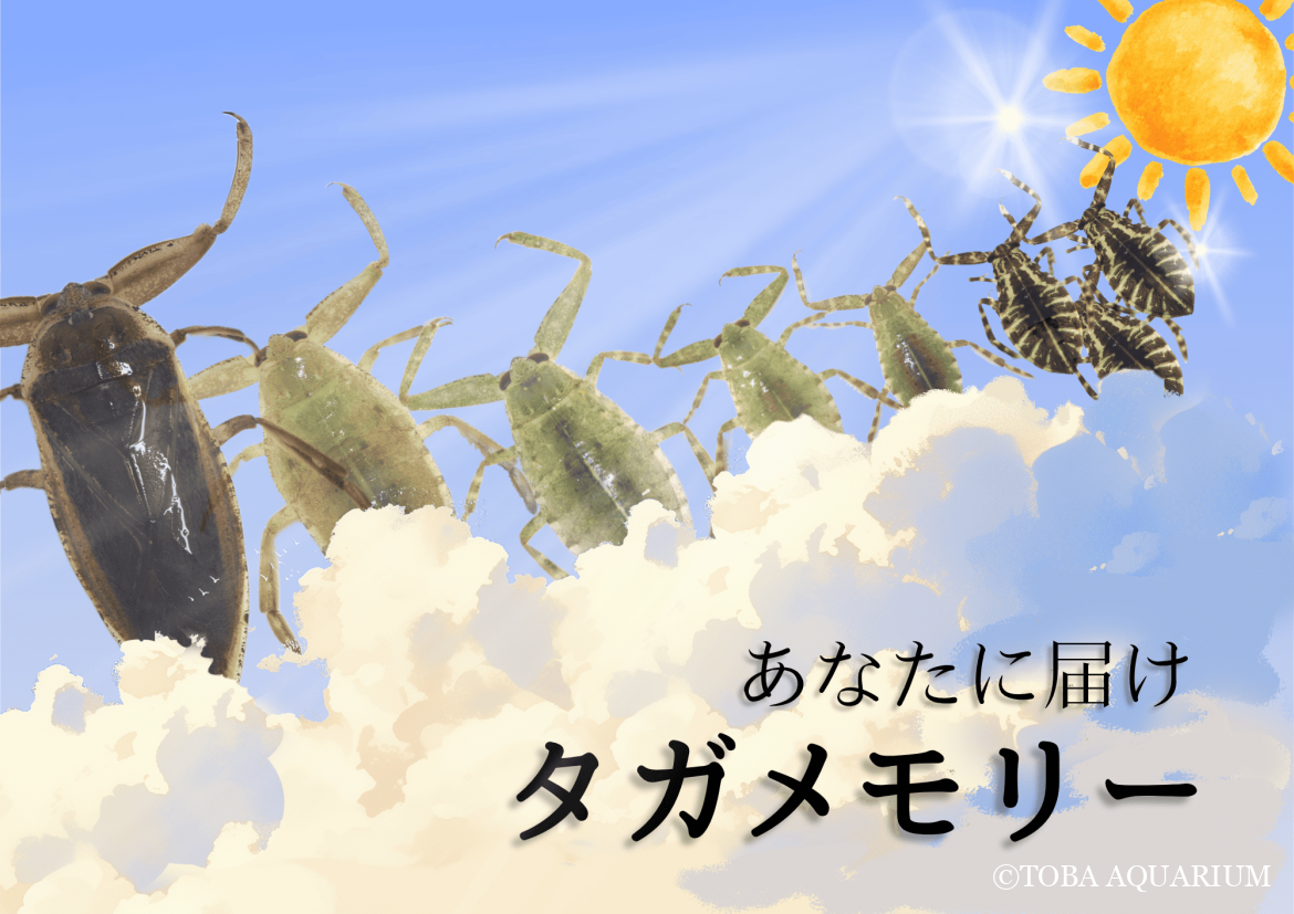 あなたに届け、タガメモリー